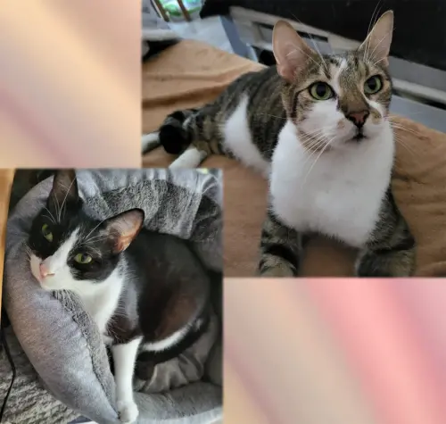 Bella und Sherbet