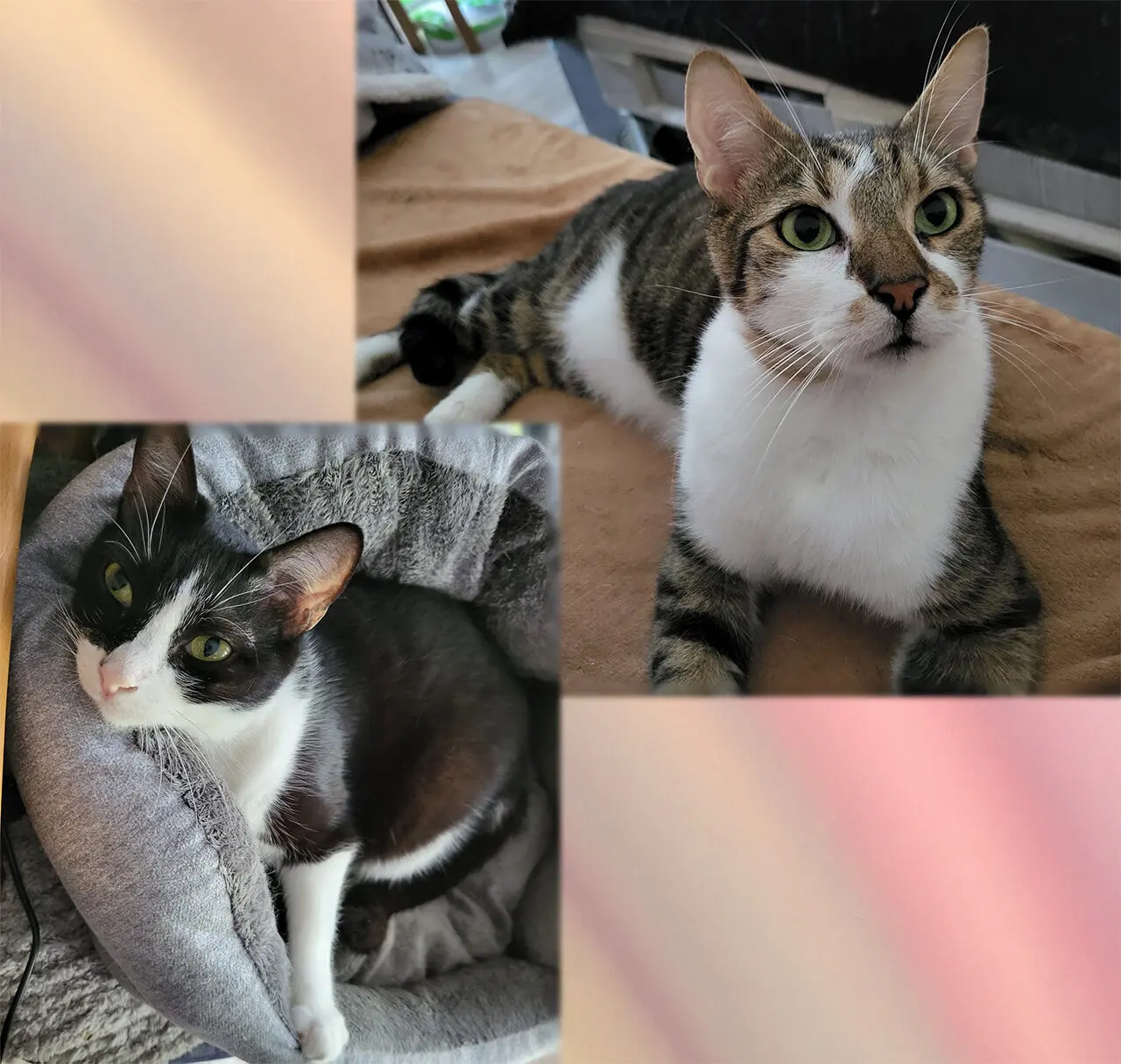 Bella und Sherbet
